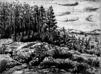 Heinz Sterzenbach - Waldlandschaft