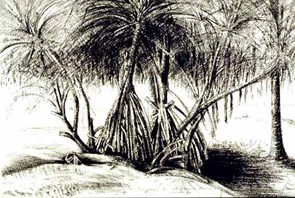 Heinz Sterzenbach - Mangroven am Strand von Kalutara