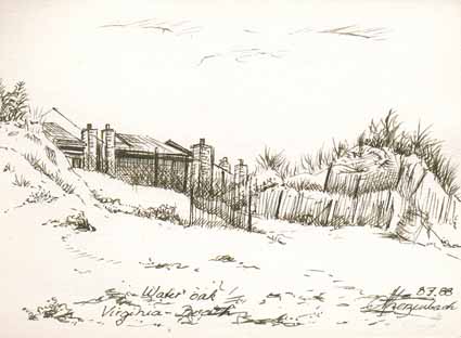 Heinz Sterzenbach - Water oak, Virginia Beach