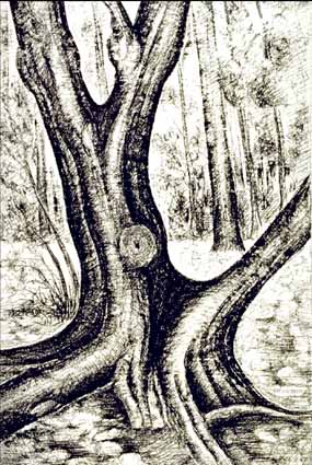 Heinz Sterzenbach - Baum auf Scharfenberg