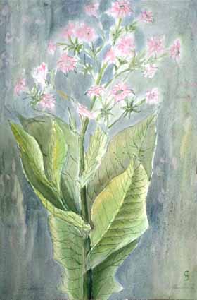 Heinz Sterzenbach - Tabakbl�te 